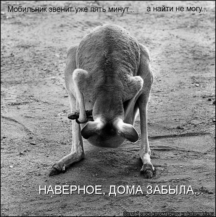 Мобильник звенит уже пять минут... а найти не могу... НАВЕРНОЕ, ДОМА ЗАБЫЛА...... Котоматрица: Мобильник звенит уже пять минут... а найти не могу... НАВЕРНОЕ, ДОМА ЗАБЫЛА...