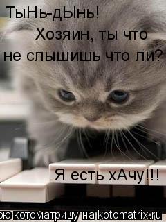 Котоматрица: ТыНь-дЫнь! Хозяин, ты что не слышишь что ли? Я есть хАчу!!!