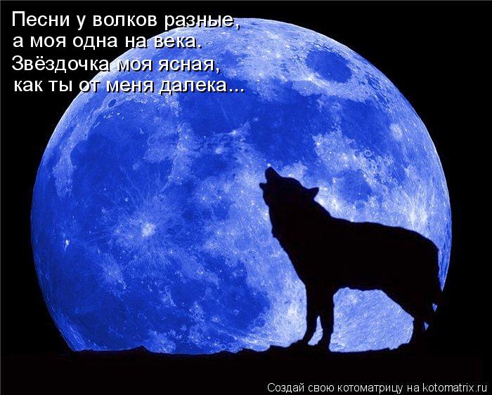 Песни у волков разные, а моя одна на века. Звёздочка моя ясная, как ты от меня далека...... Котоматрица: Песни у волков разные, а моя одна на века. Звёздочка моя ясная, как ты от меня далека...