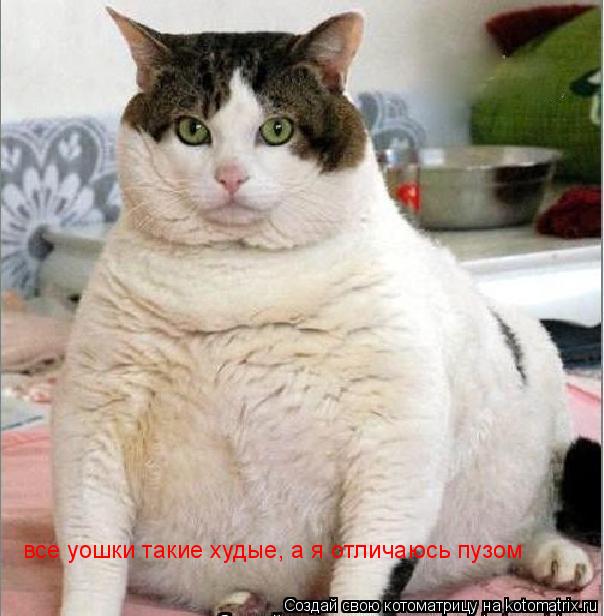 Котоматрица: все уошки такие худые, а я отличаюсь пузом