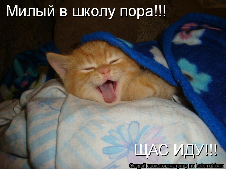 Котоматрица: Милый в школу пора!!! ЩАС ИДУ!!!