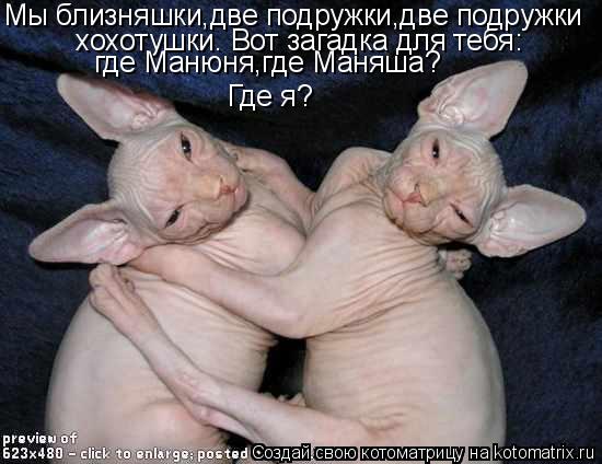 Мы близняшки,две подружки,две подружки хохотушки. Вот загадка для тебя: где Манюня,где Маняша? Где я?... Котоматрица: Мы близняшки,две подружки,две подружки хохотушки. Вот загадка для тебя: где Манюня,где Маняша? Где я?