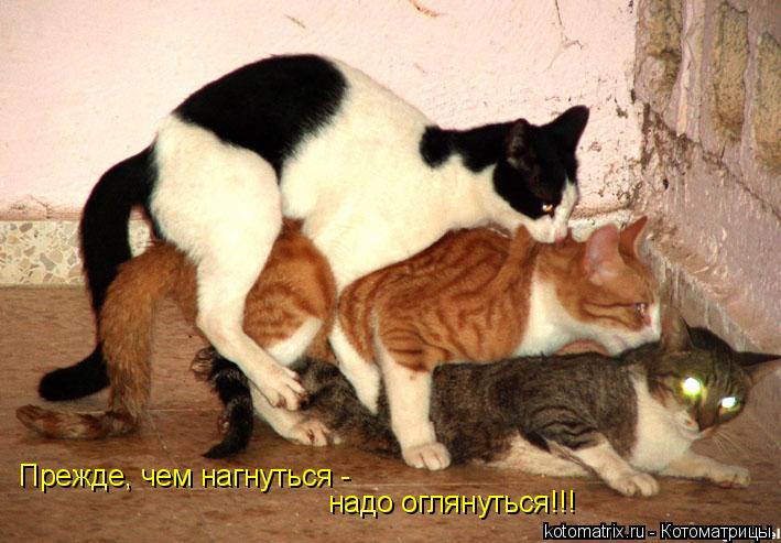 Котоматрица: Прежде, чем нагнуться - надо оглянуться!!!