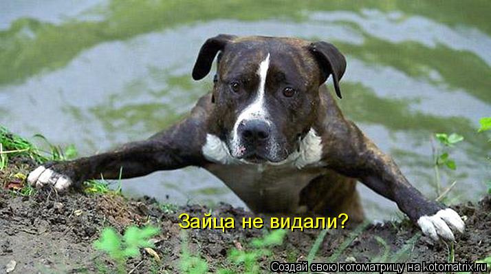Зайца не видали?... Котоматрица: Зайца не видали?