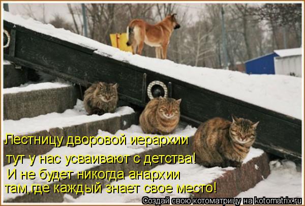 Лестницу дворовой иерархии тут у нас усваивают с детства! И не будет никогда анархии там,где каждый з... Котоматрица: Лестницу дворовой иерархии тут у нас усваивают с детства! И не будет никогда анархии там,где каждый знает свое место!
