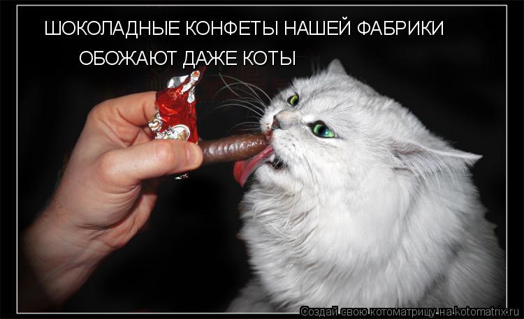 Котоматрица: ШОКОЛАДНЫЕ КОНФЕТЫ НАШЕЙ ФАБРИКИ ОБОЖАЮТ ДАЖЕ КОТЫ