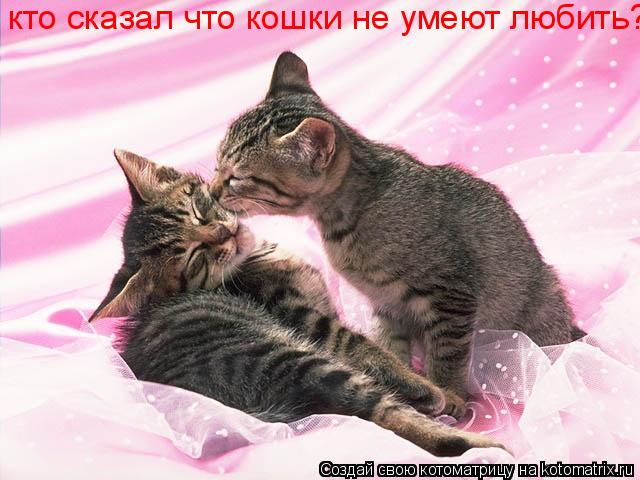 Котоматрица: кто сказал что кошки не умеют любить?