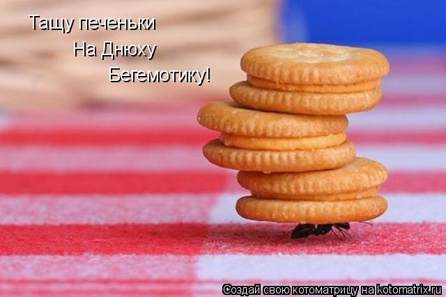 Тащу печеньки На Днюху Бегемотику!... Котоматрица: Тащу печеньки На Днюху Бегемотику!