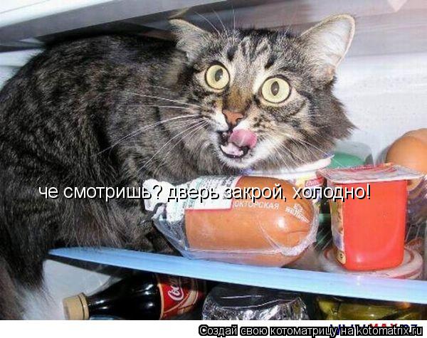Котоматрица: че смотришь? дверь закрой, холодно!