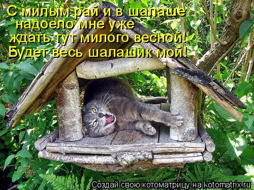 Котоматрица: С милым рай и в шалаше надоело мне уже ждать тут милого весной! Будет весь шалашик мой!