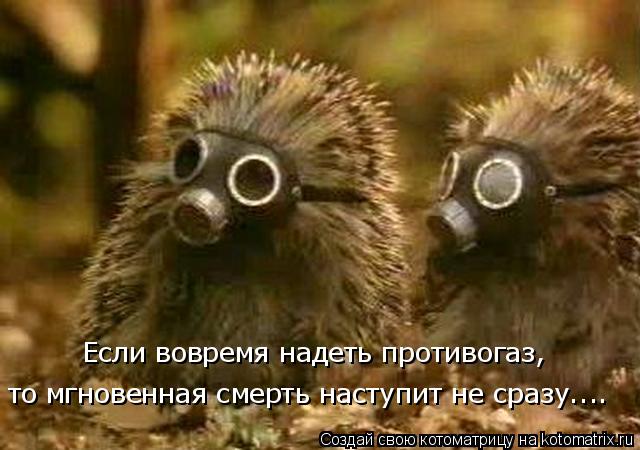 Котоматрица: Если вовремя надеть противогаз,  то мгновенная смерть наступит не сразу....
