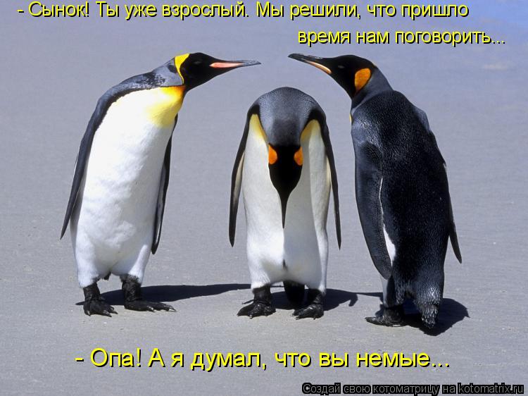 Котоматрица: - Сынок! Ты уже взрослый. Мы решили, что пришло время нам поговорить... - Опа! А я думал, что вы немые...