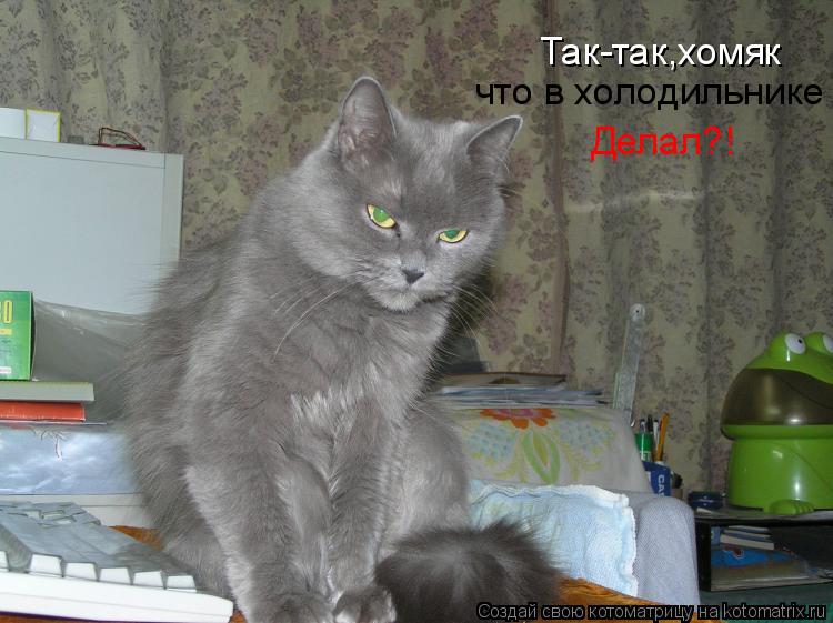 Котоматрица: Так-так,хомяк  что в холодильнике Делал?!