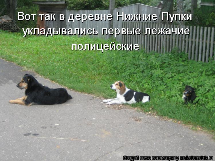 Вот так в деревне Нижние Пупки укладывались первые лежачие полицейские... Котоматрица: Вот так в деревне Нижние Пупки укладывались первые лежачие полицейские