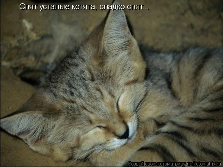 Котоматрица: Спят усталые котята, сладко спят...