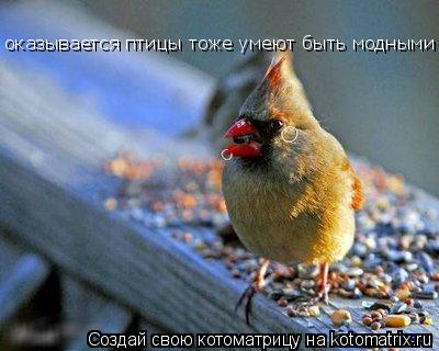 Котоматрица: оказывается птицы тоже умеют быть модными и !!!