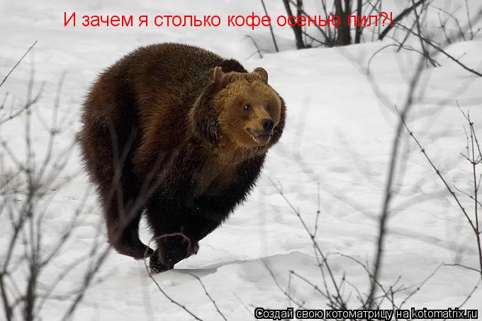 Котоматрица: И зачем я столько кофе осенью пил?!