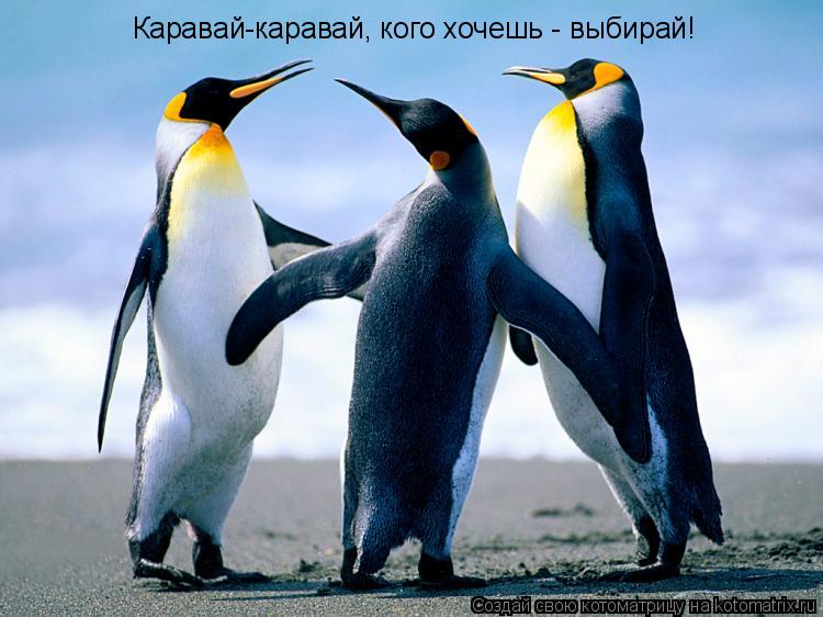 Котоматрица: Каравай-каравай, кого хочешь - выбирай!
