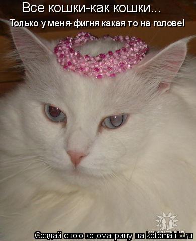 Все кошки-как кошки... Только у меня-фигня какая то на голове!... Котоматрица: Все кошки-как кошки... Только у меня-фигня какая то на голове!