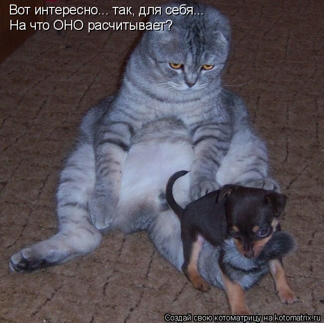 Вот интересно... так, для себя... На что ОНО расчитывает?... Котоматрица: Вот интересно... так, для себя... На что ОНО расчитывает?