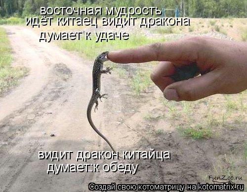 Котоматрица: восточная мудрость идёт китаец видит дракона думает к удаче видит дракон китайца думает:к обеду