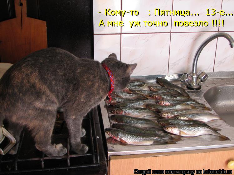 Котоматрица: - Кому-то   : Пятница...  13-е.... А мне  уж точно  повезло !!!!