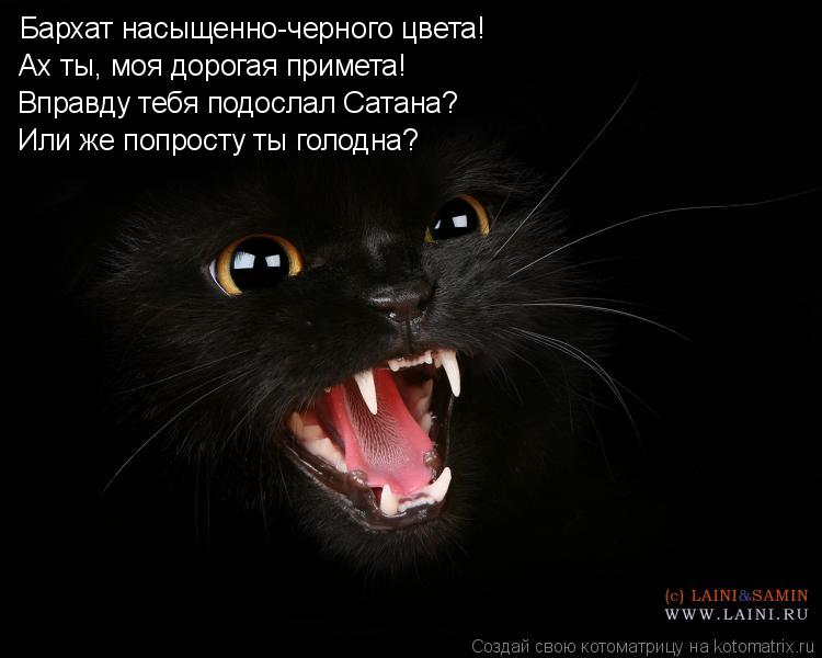Котоматрица: Бархат насыщенно-черного цвета! Ах ты, моя дорогая примета! Вправду тебя подослал Сатана? Или же попросту ты голодна?