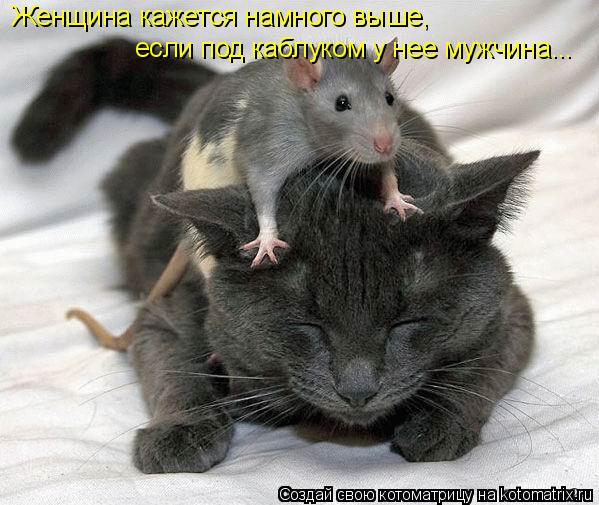 Котоматрица: Женщина кажется намного выше, если под каблуком у нее мужчина...