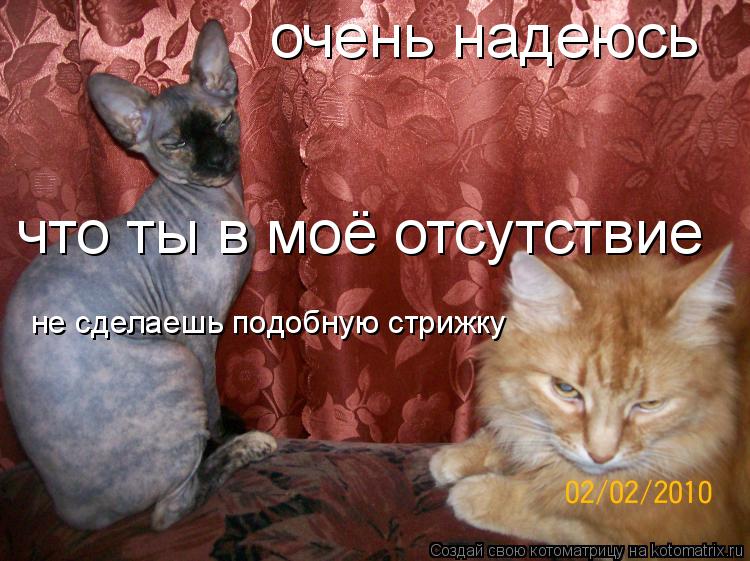 очень надеюсь что ты в моё отсутствие не сделаешь подобную стрижку... Котоматрица: очень надеюсь что ты в моё отсутствие не сделаешь подобную стрижку