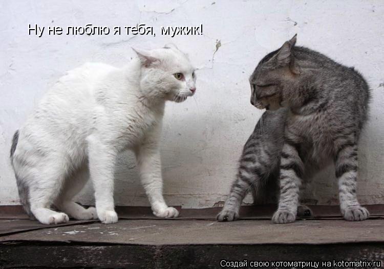 Ну не люблю я тебя, мужик!... Котоматрица: Ну не люблю я тебя, мужик!