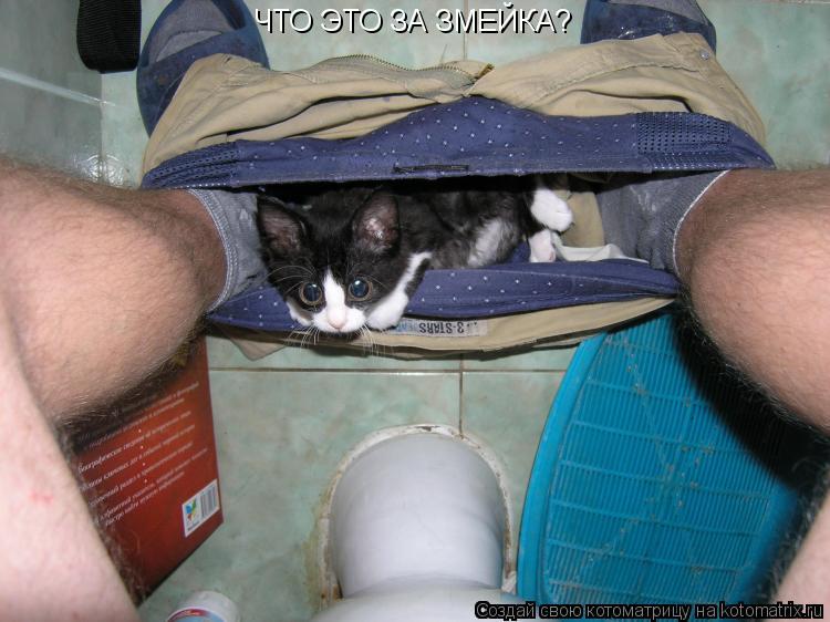 ЧТО ЭТО ЗА ЗМЕЙКА?... Котоматрица: ЧТО ЭТО ЗА ЗМЕЙКА?