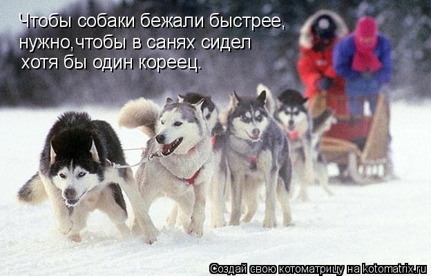 Котоматрица: Чтобы собаки бежали быстрее, нужно,чтобы в санях сидел хотя бы один кореец.