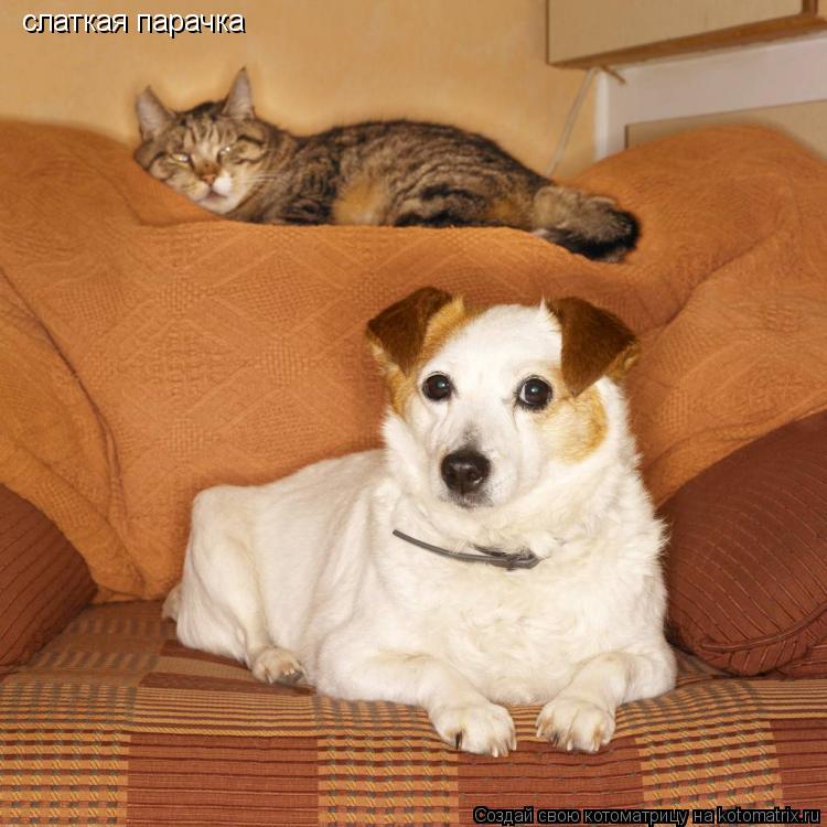 Котоматрица: слаткая парачка