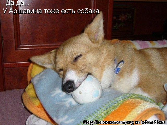 Котоматрица: Да,да... У Аршавина тоже есть собака