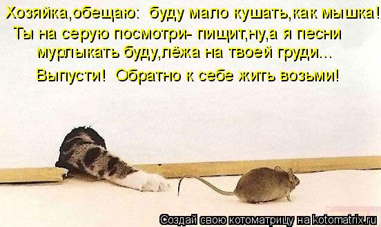 Котоматрица: Хозяйка,обещаю:  буду мало кушать,как мышка! Ты на серую посмотри- пищит,ну,а я песни  мурлыкать буду,лёжа на твоей груди... Выпусти!  Обратно к 