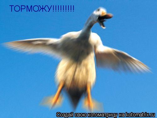 ТОРМОЖУ!!!!!!!!!... Котоматрица: ТОРМОЖУ!!!!!!!!!