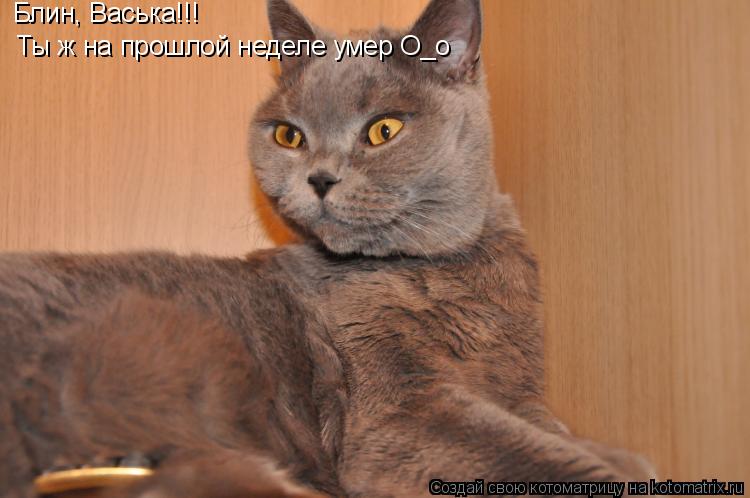 Котоматрица: Блин, Васька!!! Ты ж на прошлой неделе умер О_о