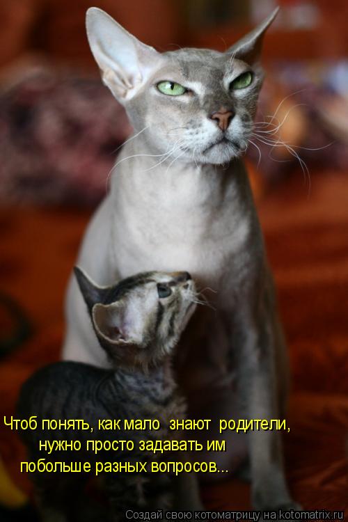 Чтоб понять, как мало знают родители, нужно просто задавать им побольше разных вопросов...... Котоматрица: Чтоб понять, как мало знают родители, нужно просто задавать им побольше разных вопросов...
