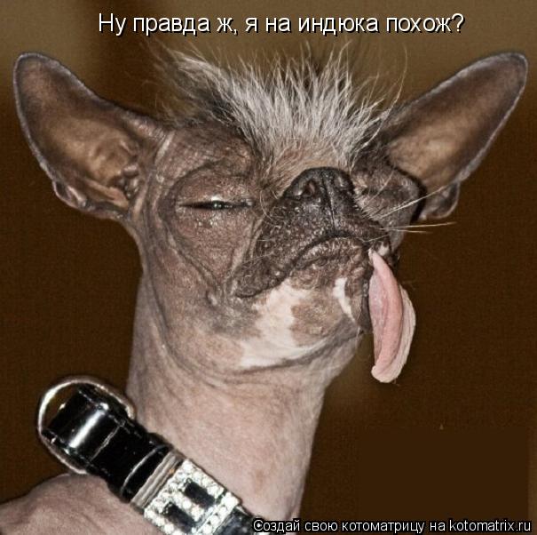 Котоматрица: Ну правда ж, я на индюка похож?