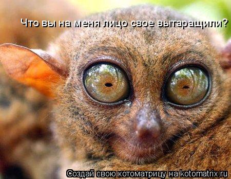 Что вы на меня лицо свое вытаращили?... Котоматрица: Что вы на меня лицо свое вытаращили?