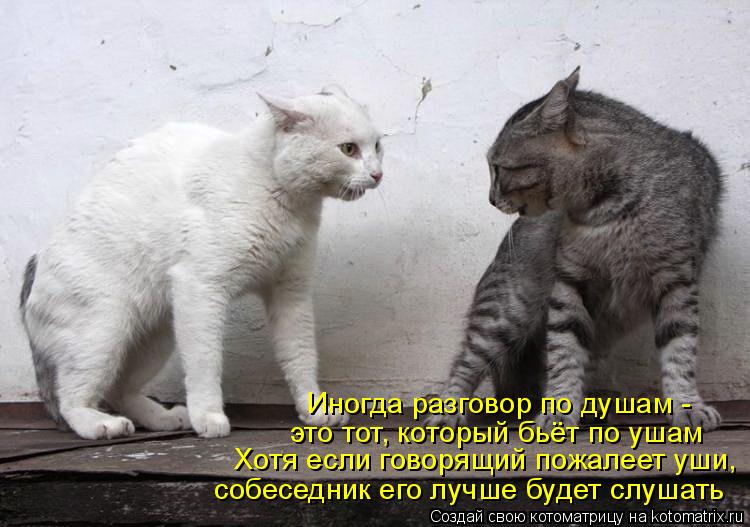 Котоматрица: Иногда разговор по душам -  это тот, который бьёт по ушам Хотя если говорящий пожалеет уши, собеседник его лучше будет слушать