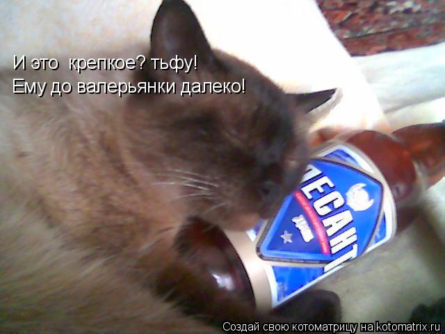 Котоматрица: И это  крепкое? тьфу!  Ему до валерьянки далеко!