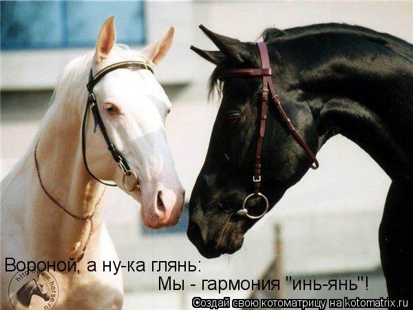 Котоматрица: Вороной, а ну-ка глянь: Мы - гармония "инь-янь"!
