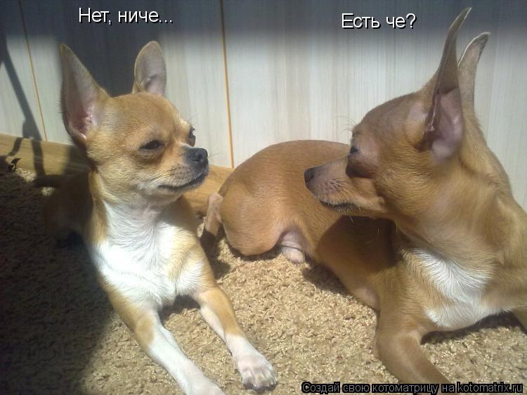 Котоматрица: Есть че? Нет, ниче...