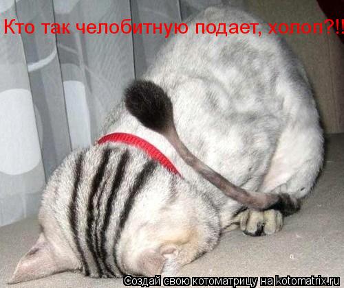 Котоматрица: Кто так челобитную подает, холоп?!!!