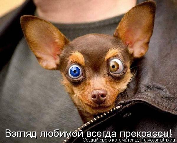 Котоматрица: Взгляд любимой всегда прекрасен!