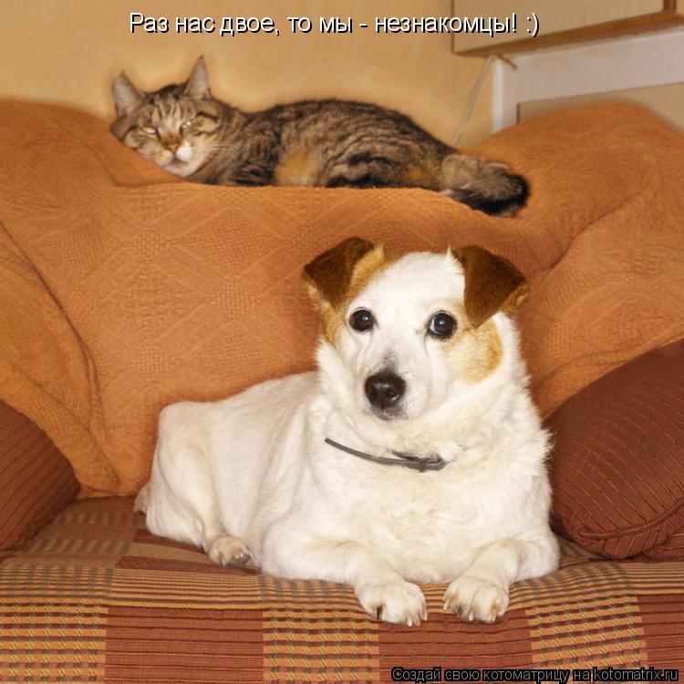 Котоматрица: Раз нас двое, то мы - незнакомцы! :)