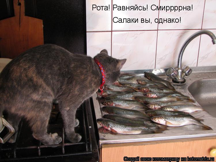 Котоматрица: Рота! Равняйсь! Смиррррна! Салаки вы, однако!