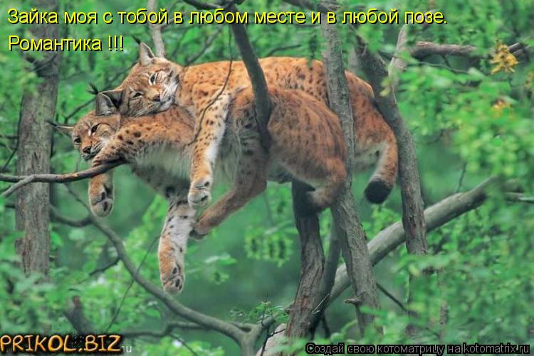 Котоматрица: Зайка моя с тобой в любом месте и в любой позе. Романтика !!!
