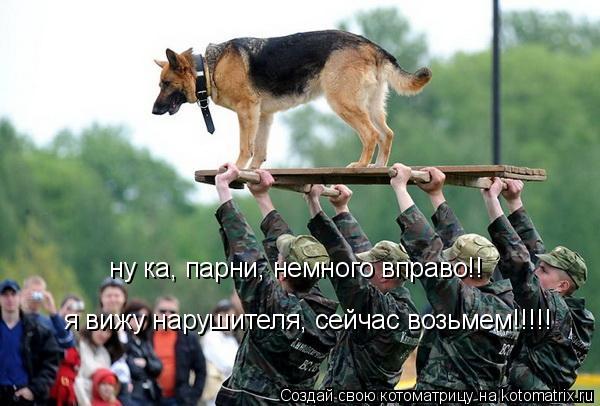 Котоматрица: я вижу нарушителя, сейчас возьмем!!!!! ну ка, парни, немного вправо!!